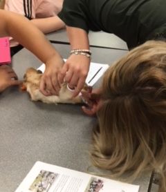 Hands on animal care lessons