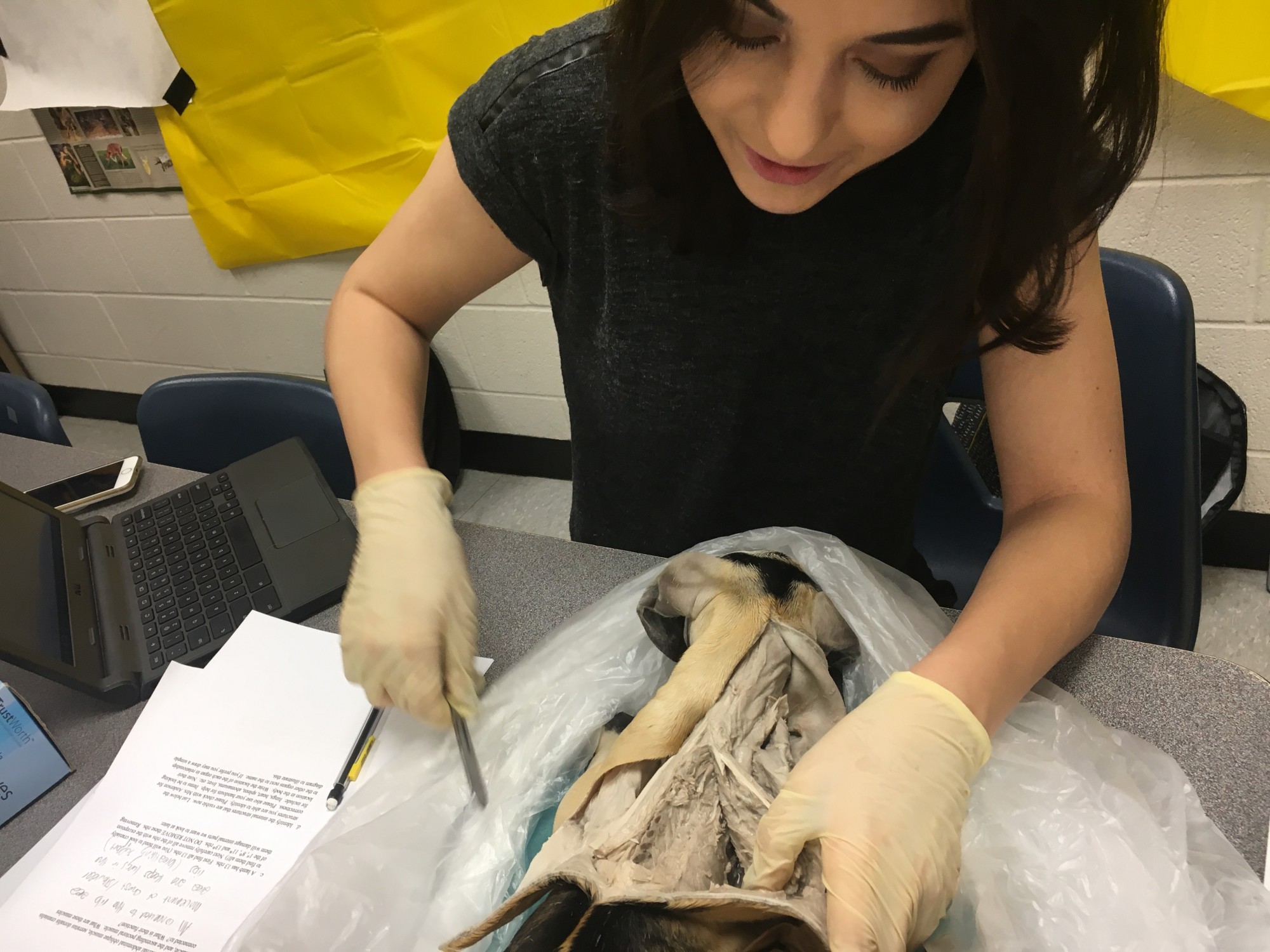 Veterinary Science Students Begin Final Dissection